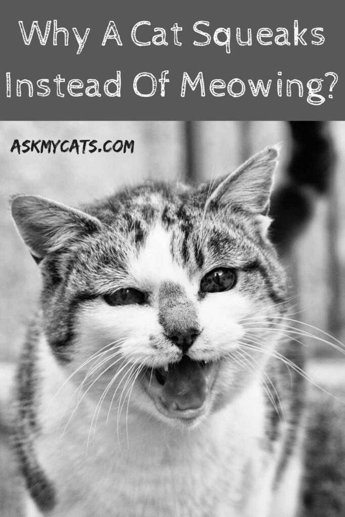 Why A Cat Squeaks Instead Of Meowing?