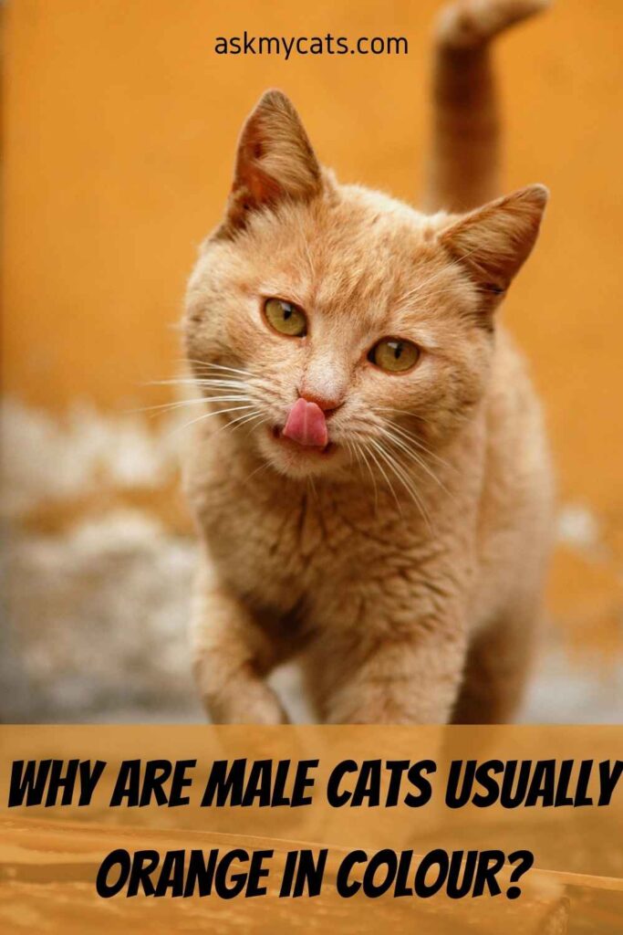 Why Are Male Cats Usually Orange In Colour?