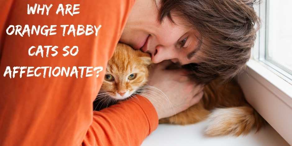Why Are Orange Tabby Cats So Affectionate