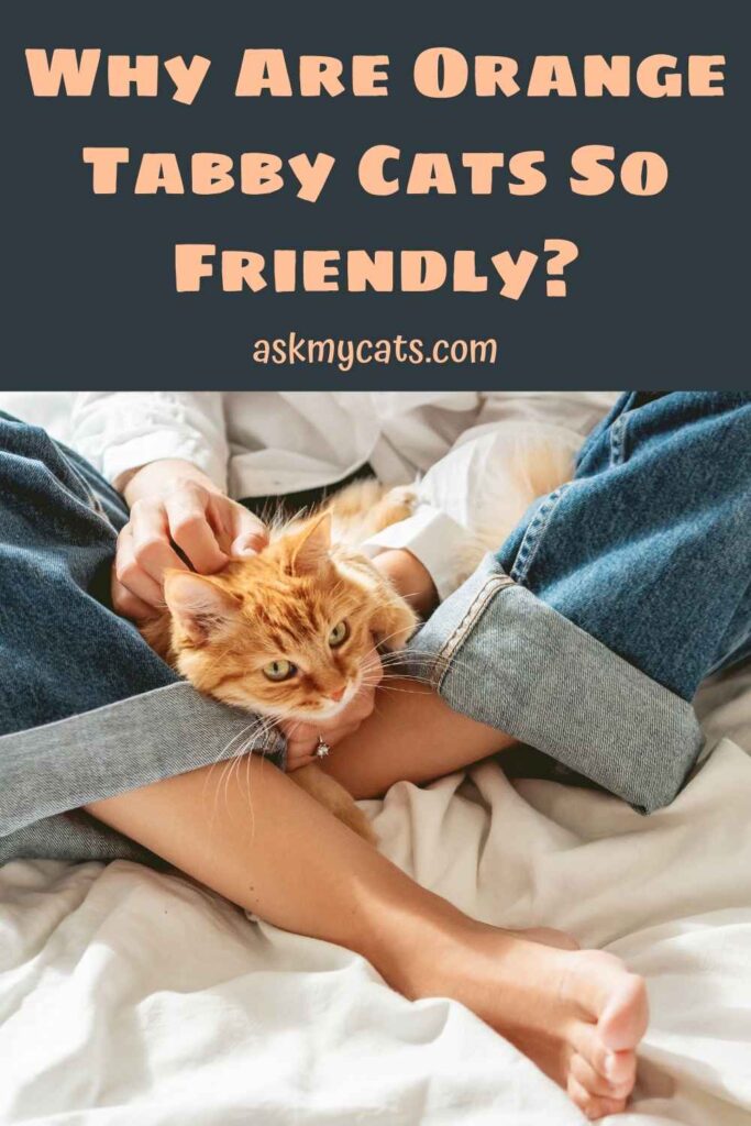 Why Are Orange Tabby Cats So Friendly?