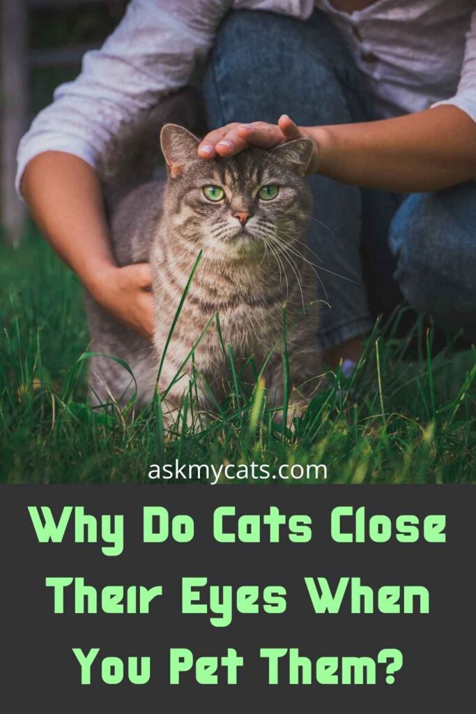 Why Do Cats Close Their Eyes When You Pet Them?