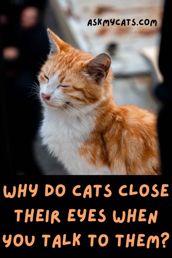 Why Do Cats Close Their Eyes When You Talk To Them?