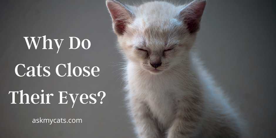 Why Do Cats Close Their Eyes