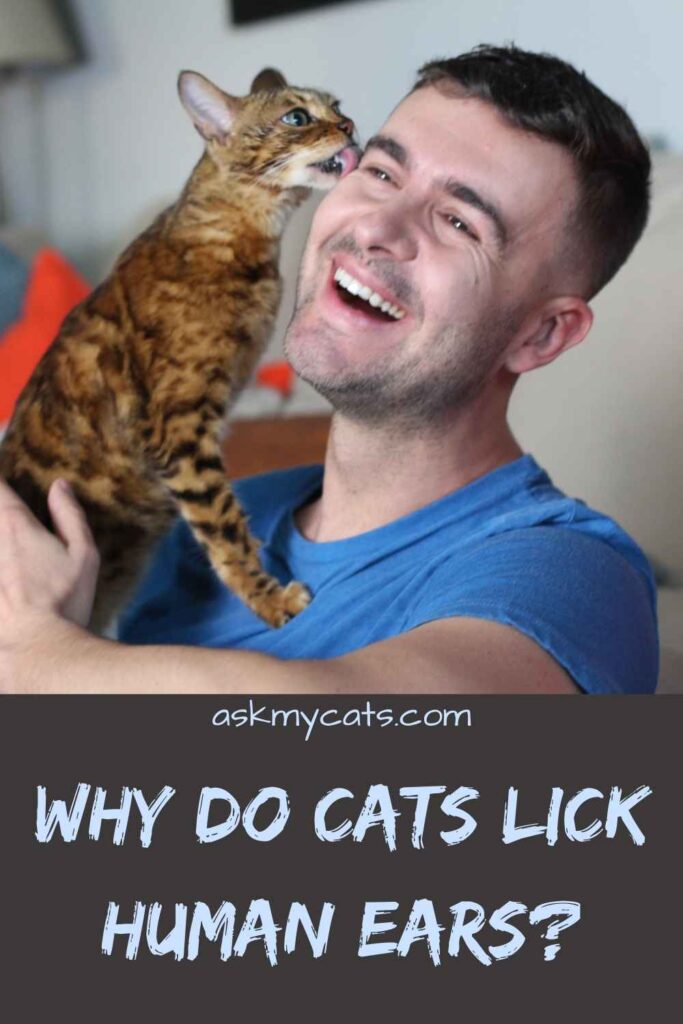 Why Do Cats Lick Human Ears?