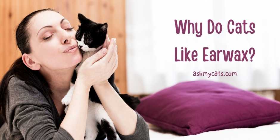 Why do dogs and cats like earwax