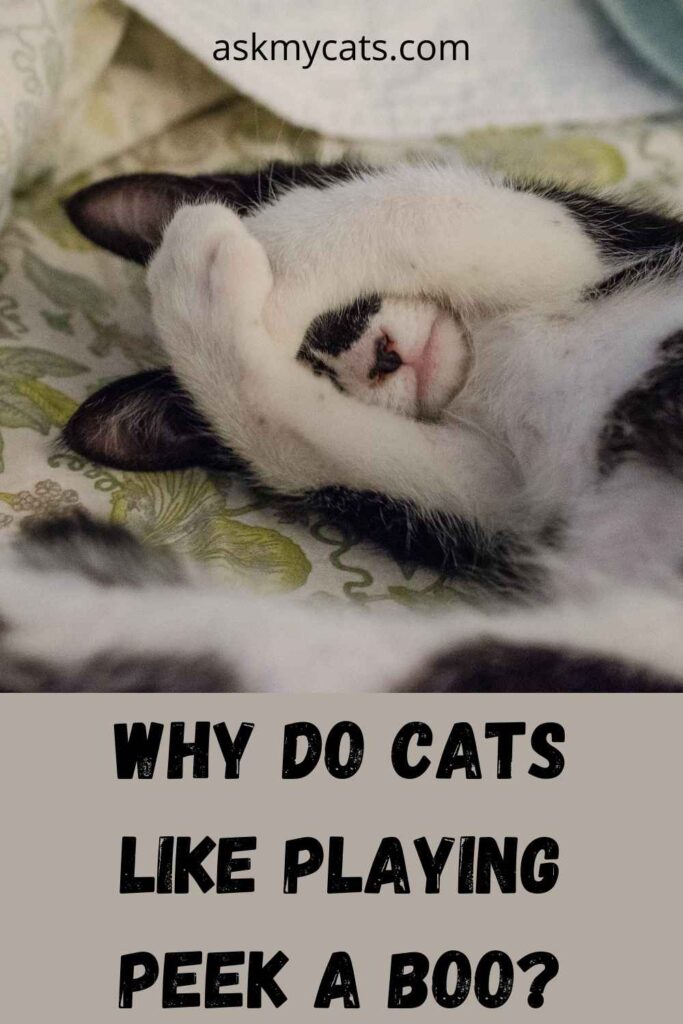 Why Do Cats Like Playing Peek A Boo?