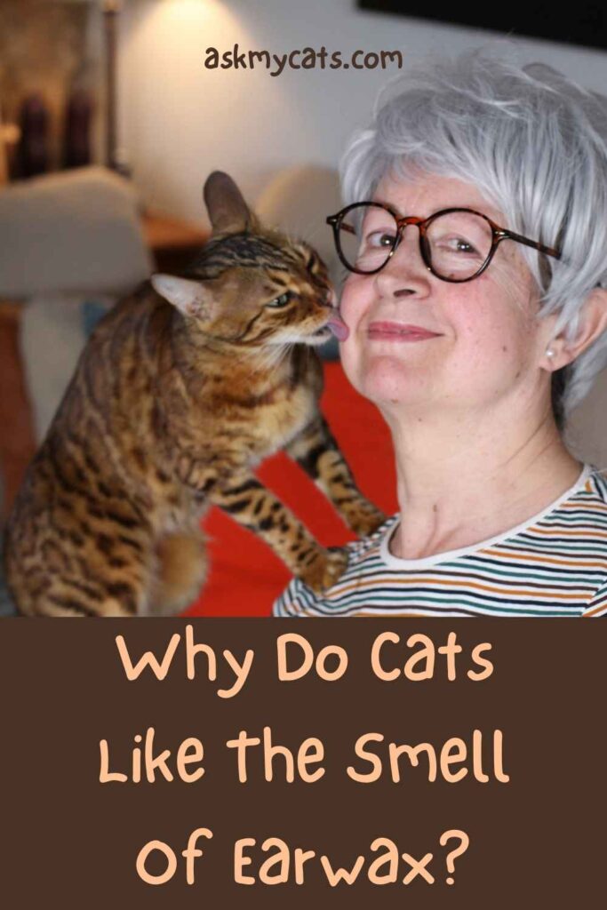 Why Do Cats Like The Smell Of Earwax?