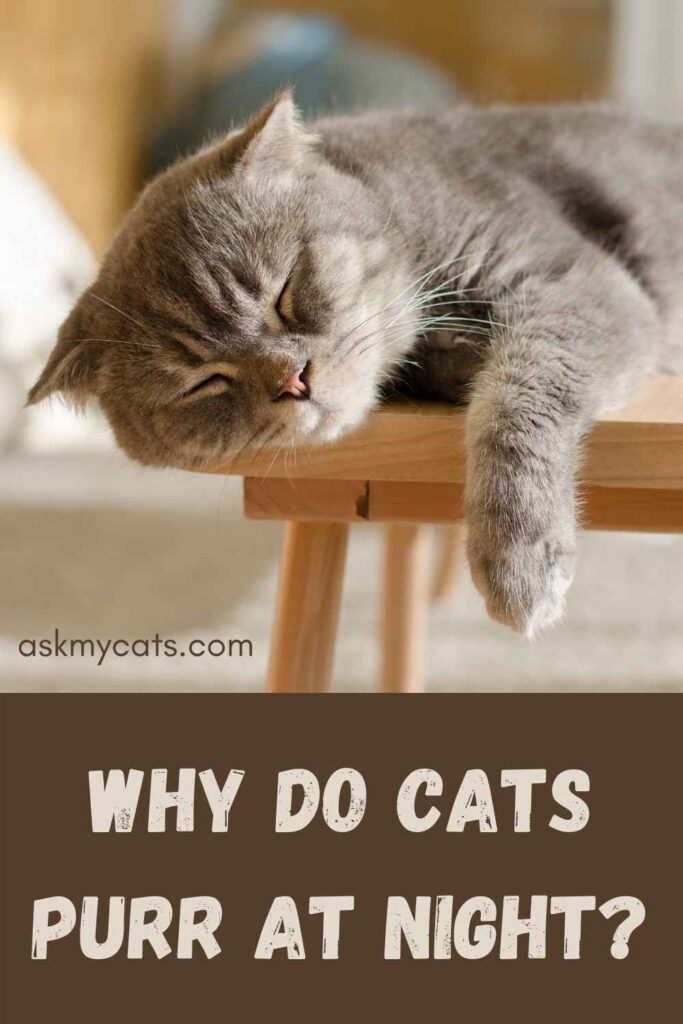 Why Do Cats Purr At Night?