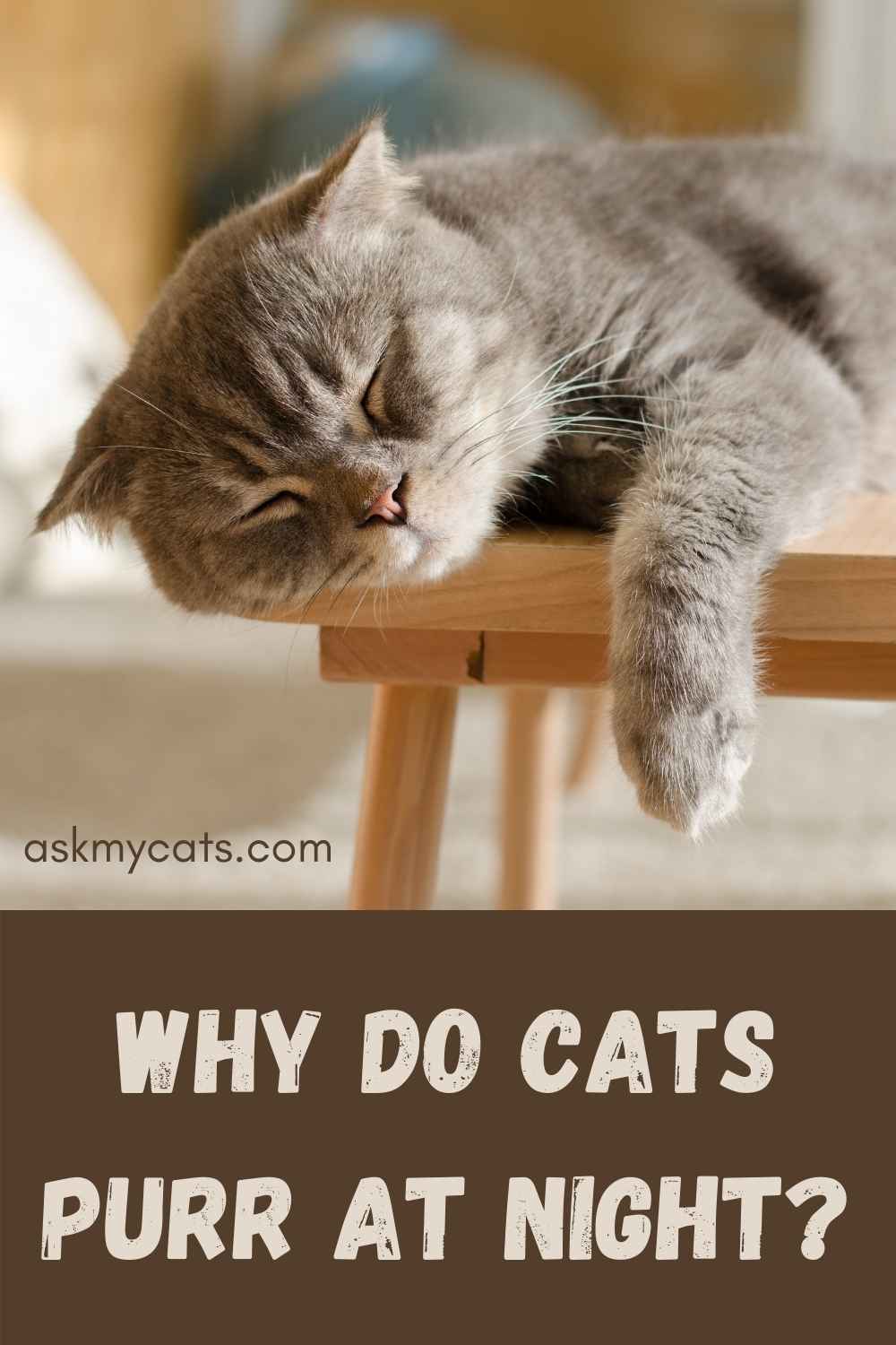 Dlaczego Koty Mruczą W Nocy?