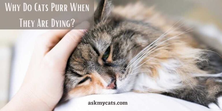 why-do-cats-purr-when-they-are-dying