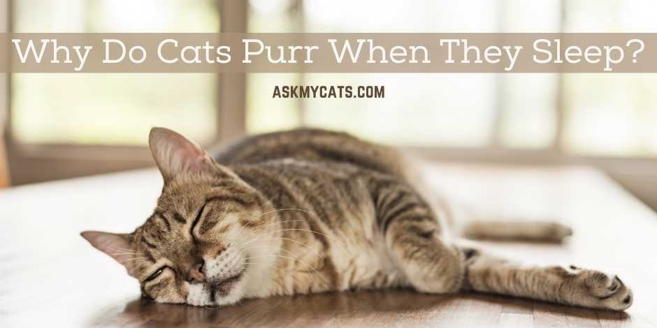  Pourquoi Les Chats Ronronnent-Ils Quand Ils Dorment