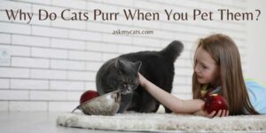 Why Do Cats Purr When You Stroke/Pet Them?