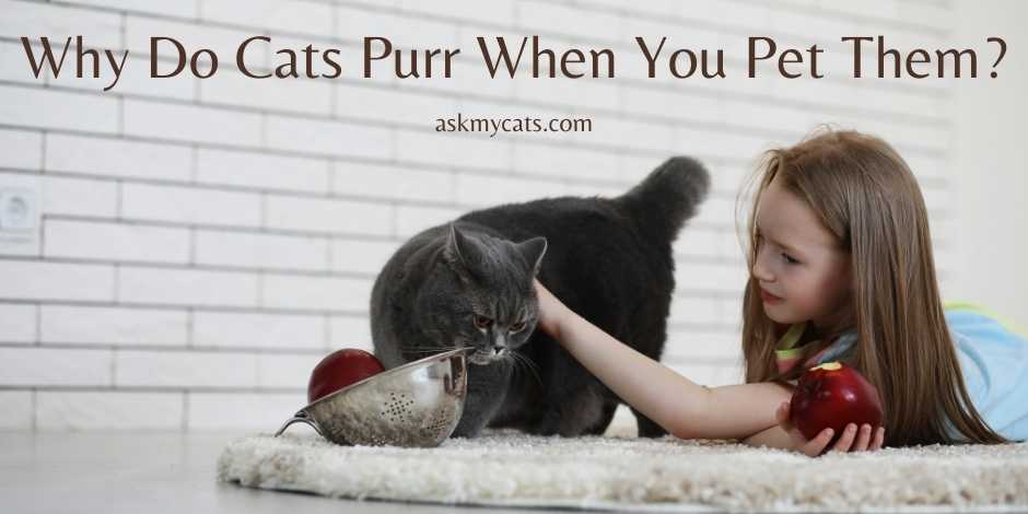 Why Do Cats Purr When You Pet Them