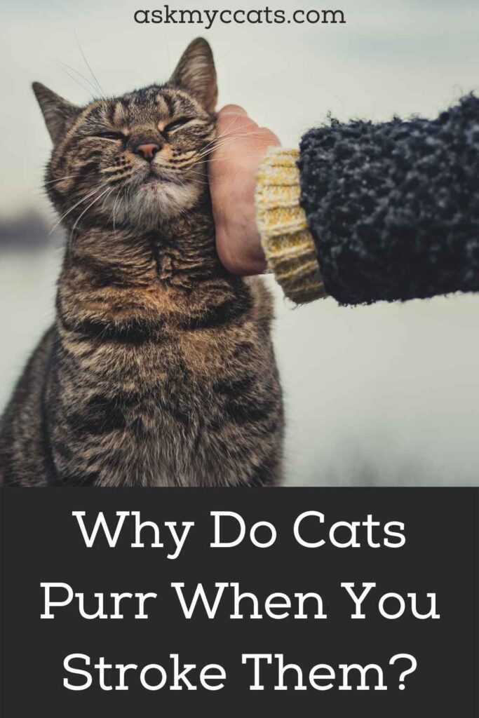 Why Do Cats Purr When You Stroke Them?