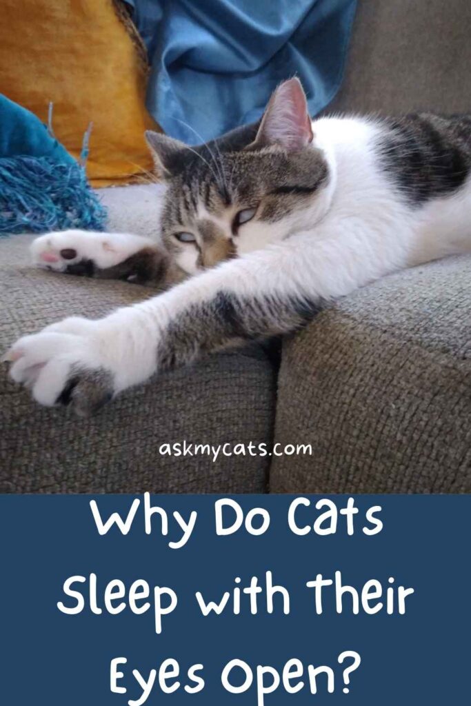 Why Do Cats Sleep with Their Eyes Open?