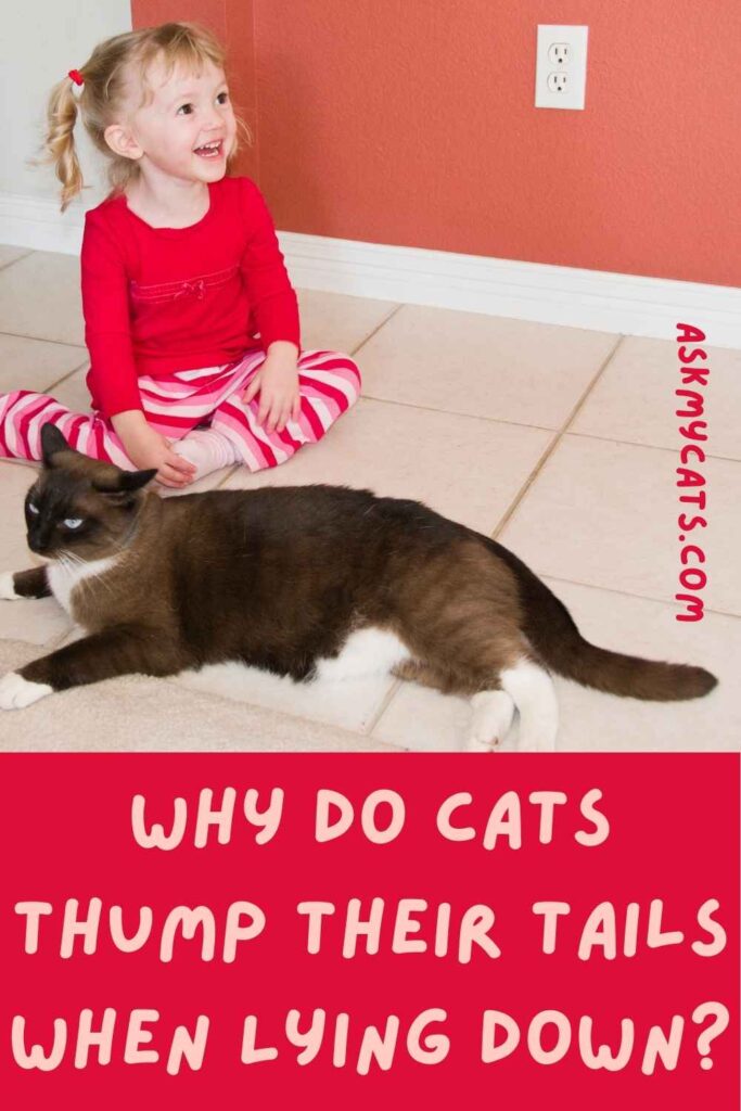 Why Do Cats Thump Their Tails When Lying Down?