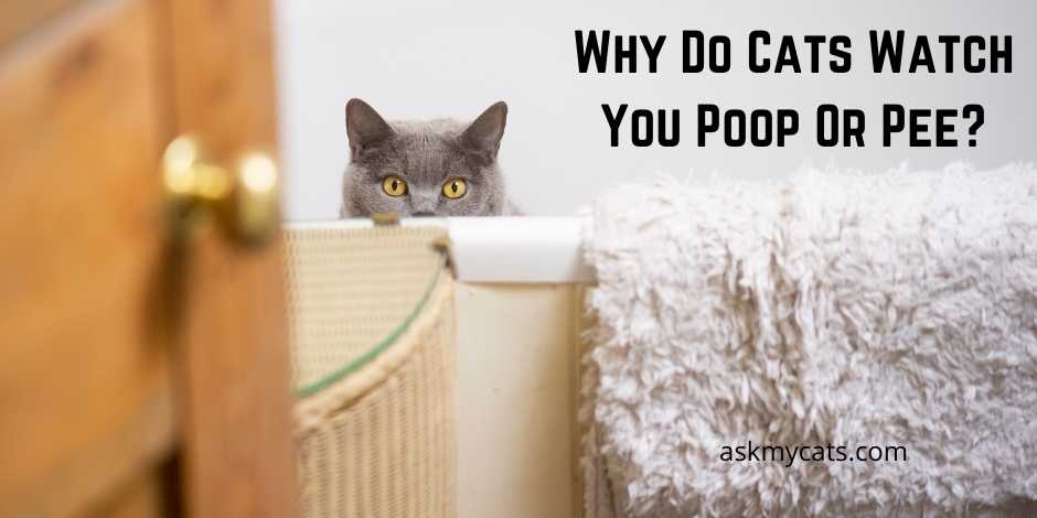 Why Do Cats Watch You Poop Or Pee