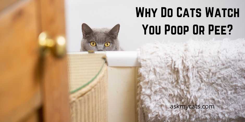 Why Do Cats Watch You Poop Or Pee Why Are They So Curious