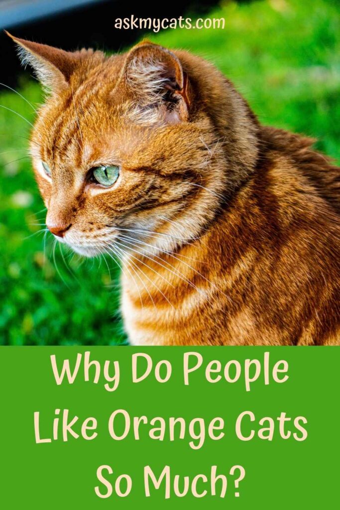 Why Do People Like Orange Cats So Much?