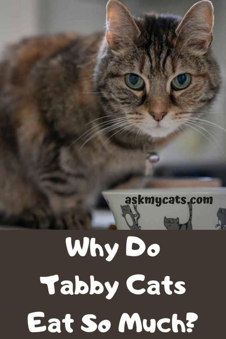 Why Are Tabby Cats Fat? How Big Do Tabby Cats Get?
