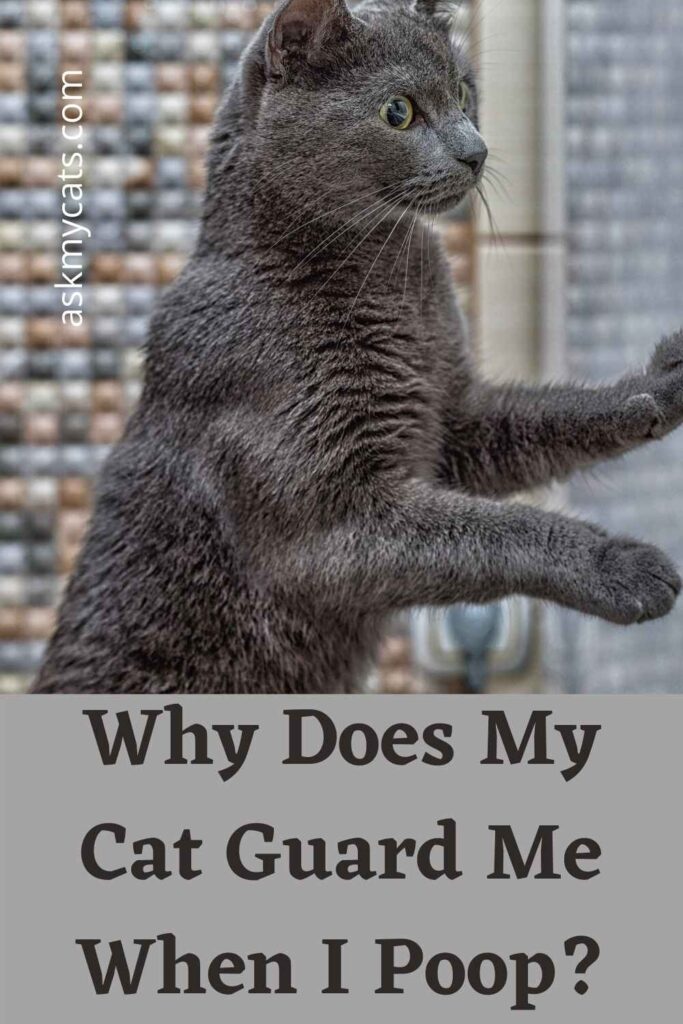 Why Does My Cat Guard Me When I Poop?