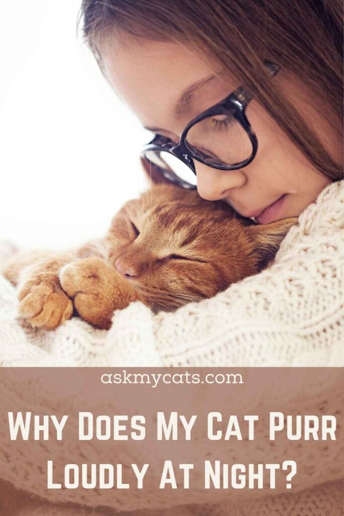 Why Does My Cat Purr Loudly At Night?