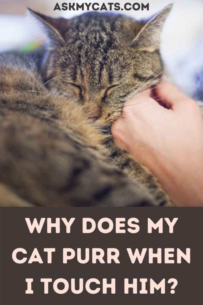 Why Does My Cat Purr When I Touch Him?
