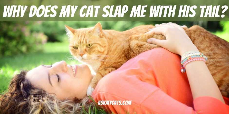 Why Does My Cat Slap Me With His Tail?