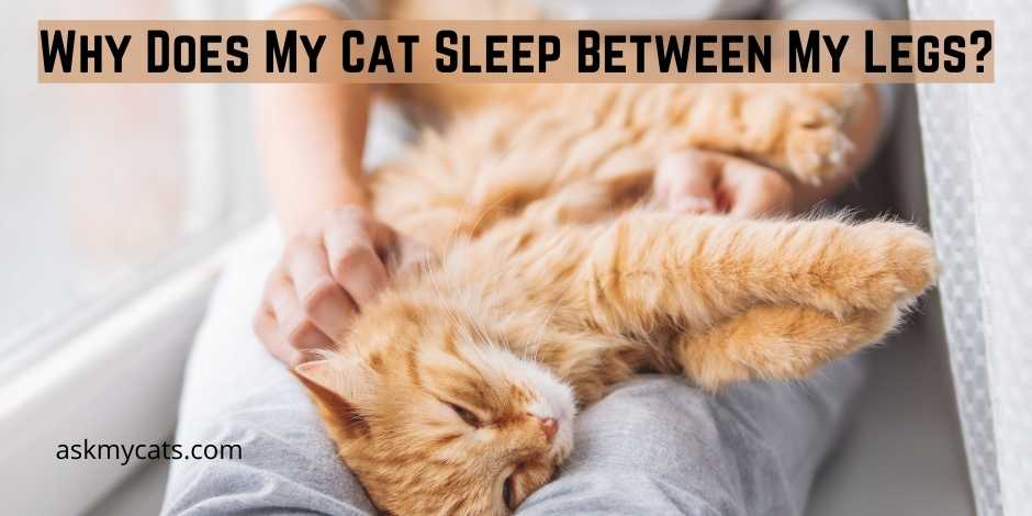 Why Does My Cat Sleep Between My Legs