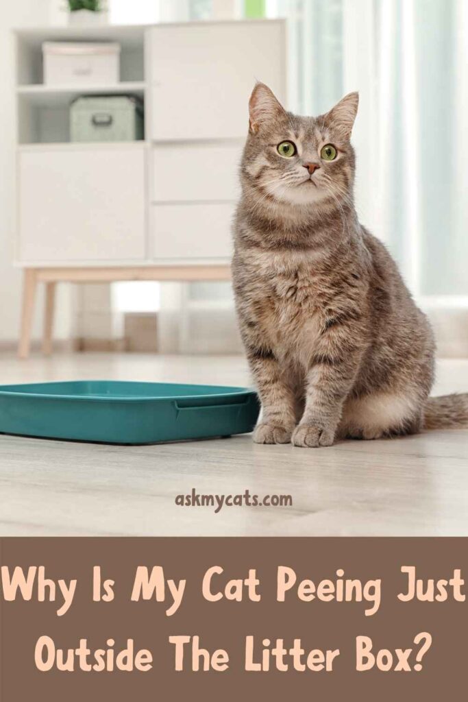 Cat keeps peeing over edge of litter clearance box