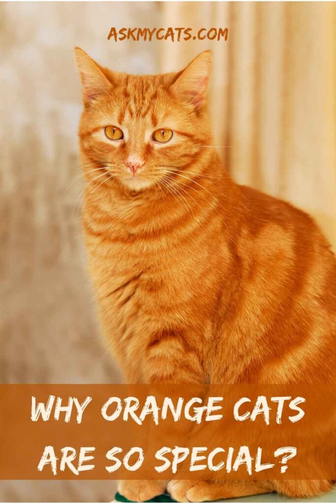 Why Orange Cats Are So Special?