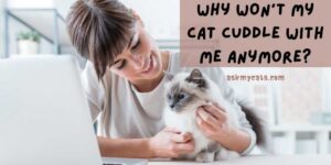 Why Won’t My Cat Cuddle With Me Anymore? How To Resolve It?
