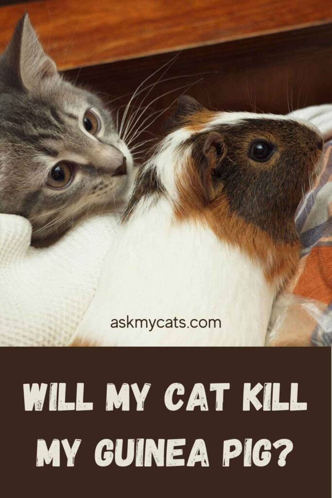 Will My Cat Kill My Guinea Pig?