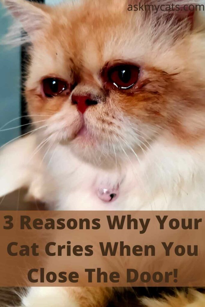 3 Reasons Why Your Cat Cries When You Close The Door!