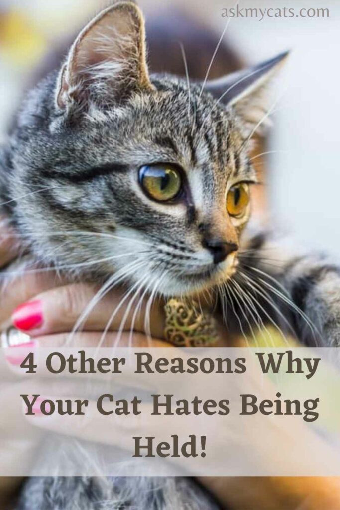 4 Other Reasons Why Your Cat Hates Being Held!