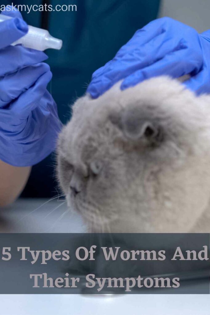 5 Types Of Worms And Their Symptoms