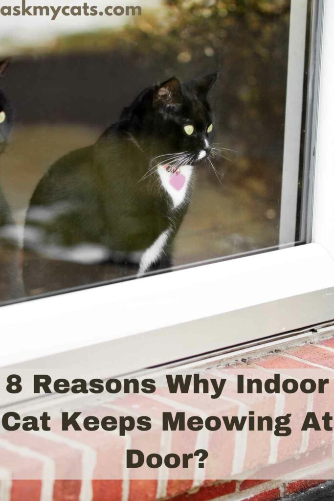 8 Reasons Why Indoor Cat Keeps Meowing At Door?