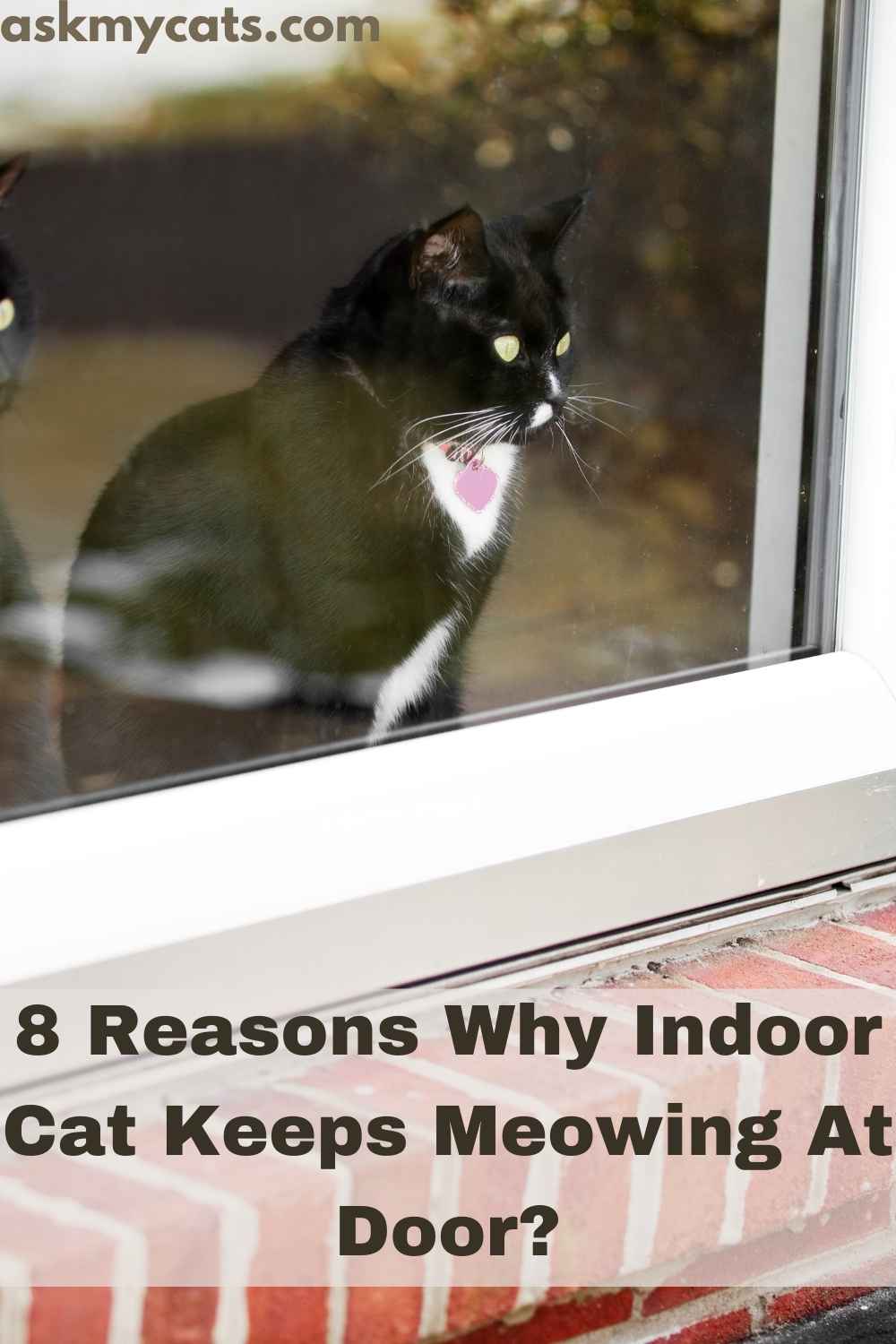 Reasons Why Cat Keeps Meowing At Door! What Does It Want?