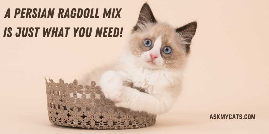 A Persian Ragdoll Mix Is Just What You Need