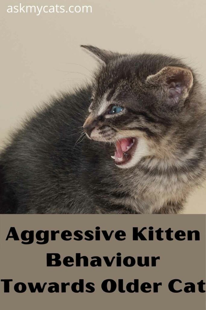 aggressive kitten behaviour towards cat