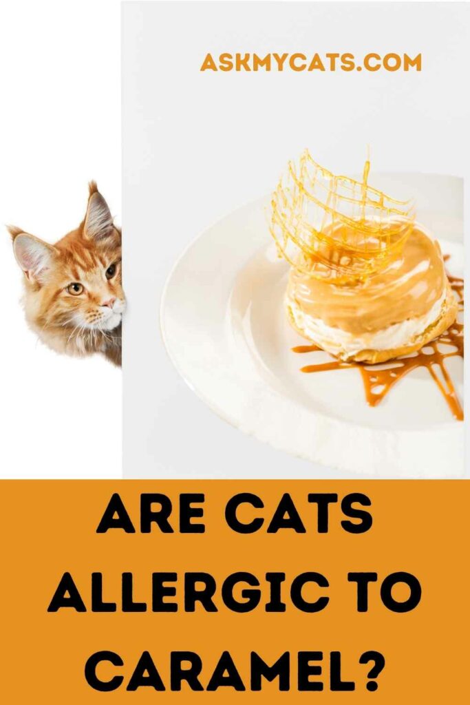 Are Cats Allergic To Caramel?