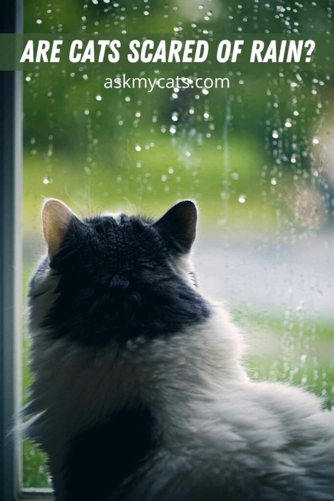 Are Cats Scared Of Rain?