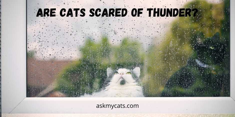 Are Cats Scared Of Thunder & Lightning?