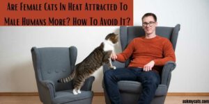 Are Female Cats In Heat Attracted To Male Humans More? How To Avoid It?