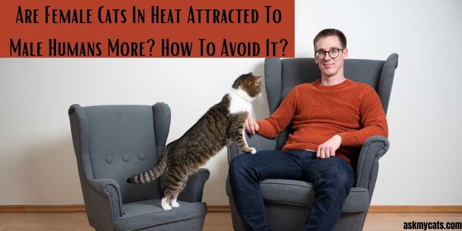 are cats attracted to dogs in heat