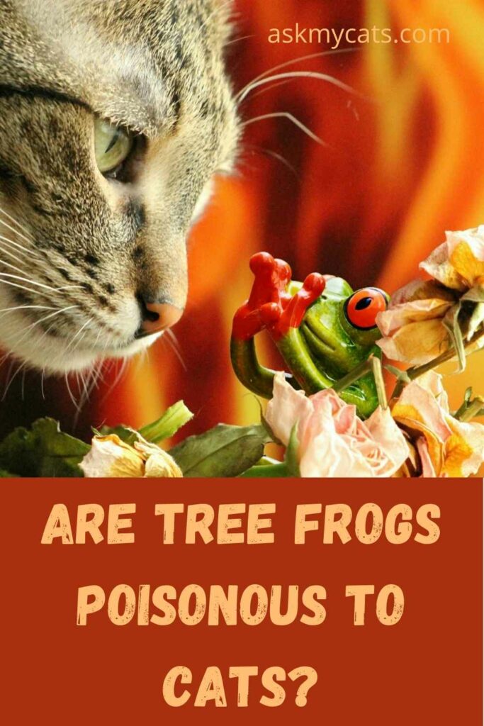 Are Tree Frogs Poisonous To Cats?