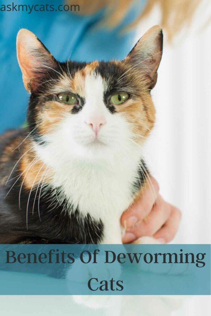 Benefits Of Deworming Cats