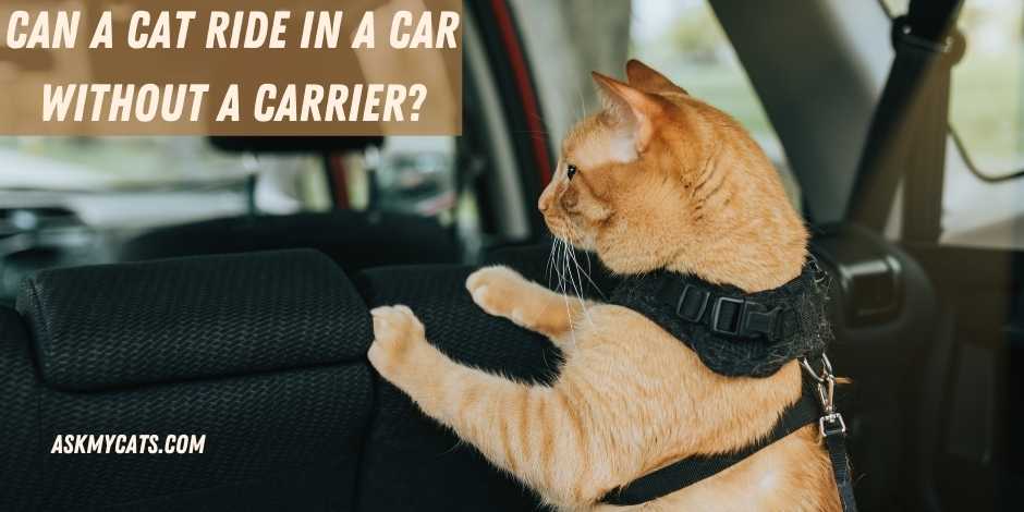 Can A Cat Ride In A Car Without A Carrier