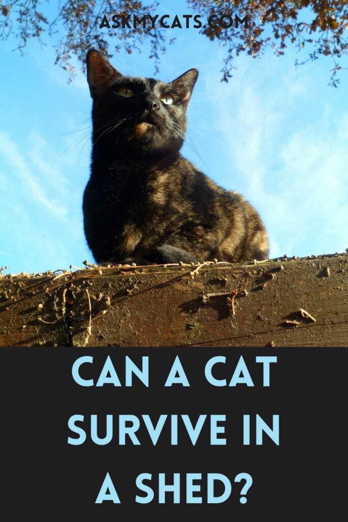 Can A Cat Survive In A Shed?