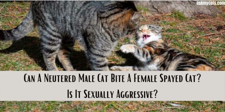 Can A Neutered Male Cat Bite A Female Spayed Cat 